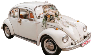 Xe Cưới Con Bọ Cổ Volkswagen Beetle Trắng